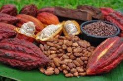 La Côte d'Ivoire est le premier producteur de cacao au monde avec 35% de parts de marché