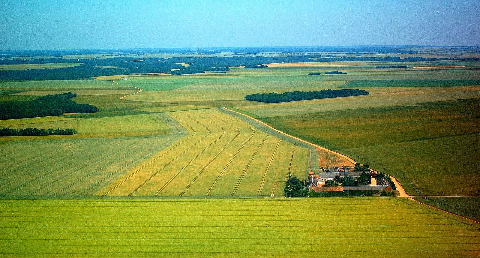 Le blé tendre, première des céréales - Photos Futura