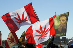 Le Canada, laboratoire international de la légalisation du cannabis ?