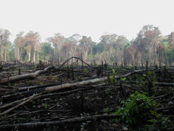 En Amazonie, la déforestation se poursuit.