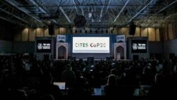 Réunion secrétariat CITES Ouzbékistan novembre 2025 rapport Vantara.